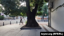 На вулиці Важа-Пшавела у Старому Батумі на тротуарі ціла низка таких величезних дерев